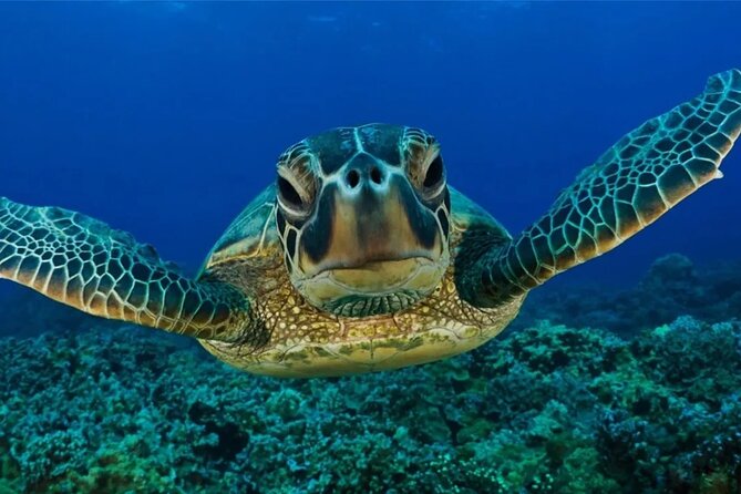 Full-dayTurtle Adventure: ATV, Zipline, Cenote & Turtle Swim - A Mayan ceremony before the cenote