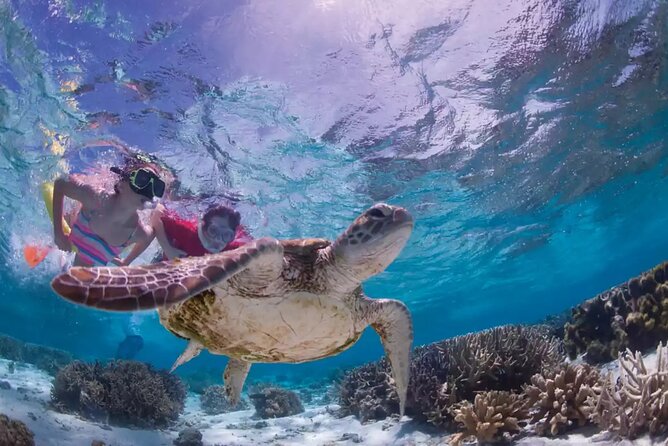 Full-dayTurtle Adventure: ATV, Zipline, Cenote & Turtle Swim - Turtle snorkeling in a natural sanctuary