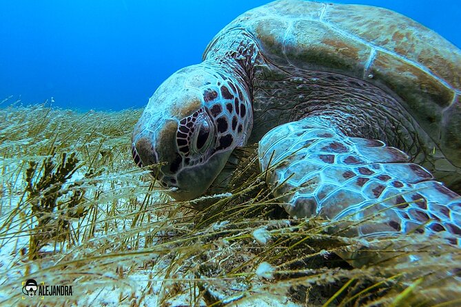 Fun Dive Machine in Playa del Carmen or Cozumel-For Certificates - Two Caribbean reef choices, two different mornings