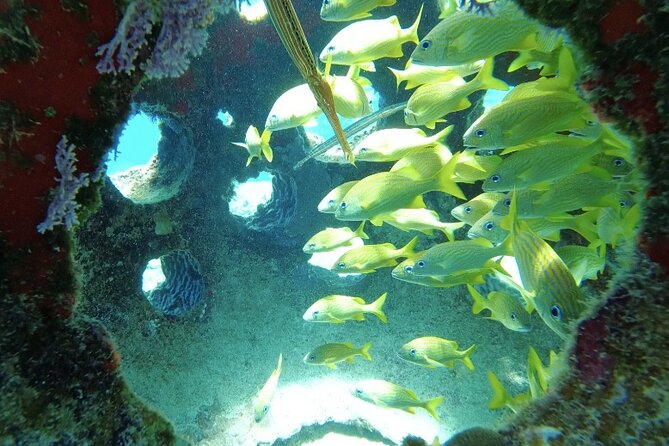 Fun Dive Machine in Playa del Carmen or Cozumel-For Certificates - Gear, comfort, and what is not included