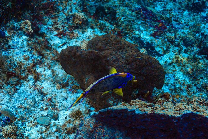 Fun Dive Machine in Playa del Carmen or Cozumel-For Certificates - Safety, certification, and the flying rule