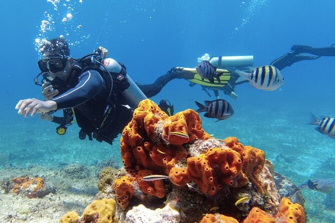 Fun Dive Machine in Playa del Carmen or Cozumel-For Certificates - Playa del Carmen: the easier reef choice