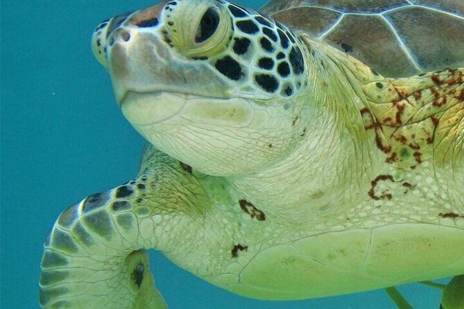 Half Day Akumal Beach Swim and Snorkel with Turtles Experience - Getting ready for the turtle swim