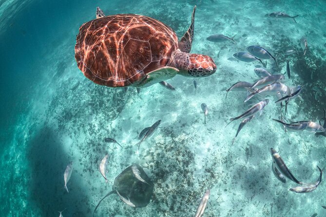 Half Day Akumal Beach Swim and Snorkel with Turtles Experience - Small details that make the day easier
