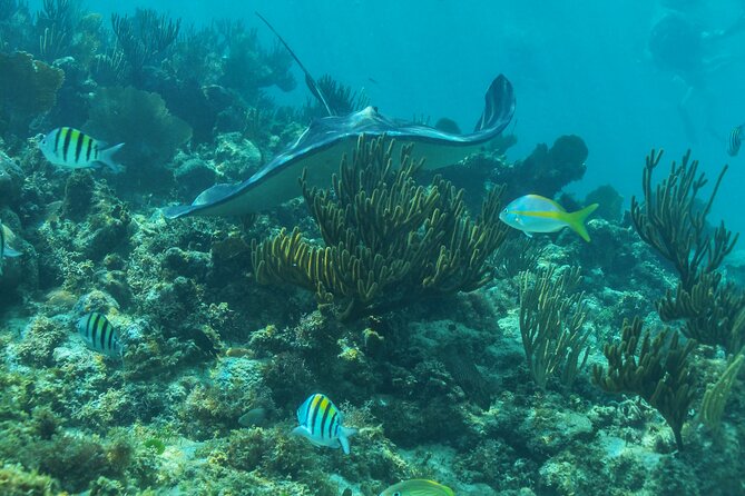 Half-Day Luxury Sailing Experience in Tulum with Open Bar - Sailing, swimming, and the snorkeling stop