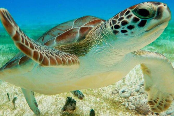 Half Day Private Snorkeling with Turtles and Majestic Cenotes - Two very different waters in four hours