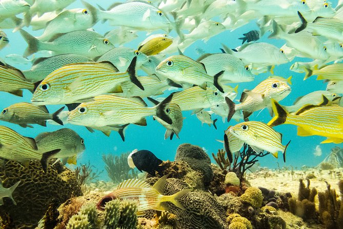 Half-Day Scuba Diving in Playa del Carmen for Small-Group - The 12:30 p.m. option suits active Open Water divers