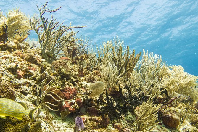 Half-Day Scuba Diving in Playa del Carmen for Small-Group - Safety, fitness, and comfort