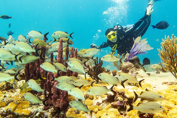 Half-Day Scuba Diving in Playa del Carmen for Small-Group - Choose the 8:00 a.m. outing only if you are current