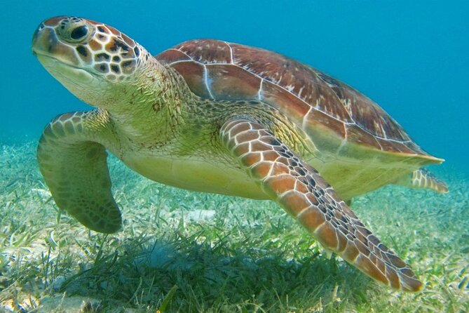 Half Day Semiprivate Snorkeling with Turtles and Majestic Cenote - What the turtle swim feels like in practice