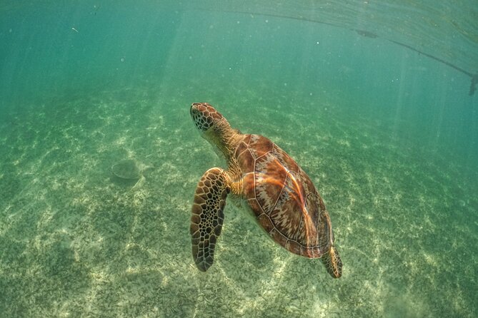 Half-day Tour Sea Turtles Encounter in Akumal Bay - What the MX$98.12 price includes