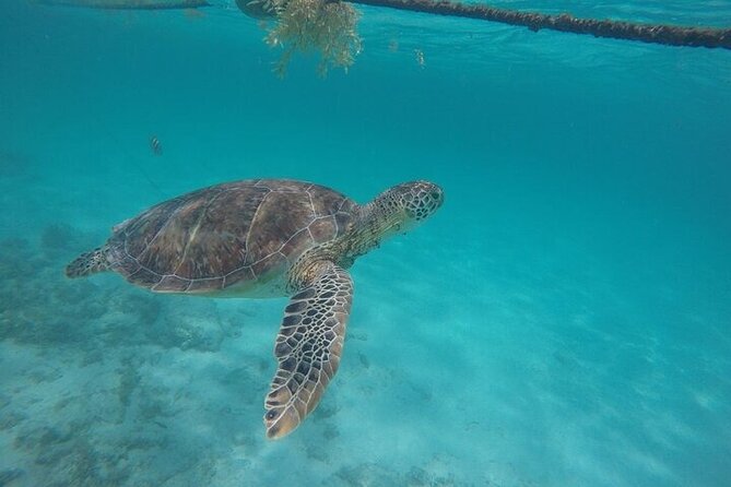 Half-day Tour Sea Turtles Encounter in Akumal Bay - Group size, guides, and pace