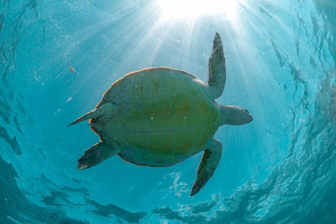 Half-day Tour Sea Turtles Encounter in Akumal Bay - From Playa del Carmen to Akumal Beach
