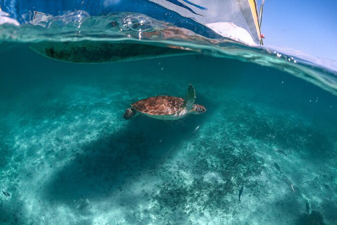 Half Day Tour: Turtles Encounter in Akumal Beach - Key points to know before you book