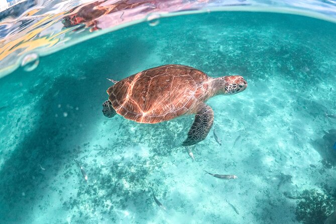 Half Day Tour: Turtles Encounter in Akumal Beach - Snacks, drinks, and two hours on the sand