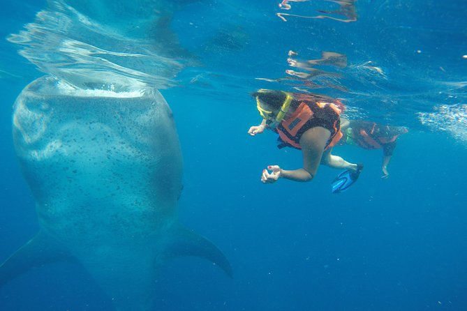 Half Day Whale Shark Tour From Playa del Carmen - Key things to know before you book
