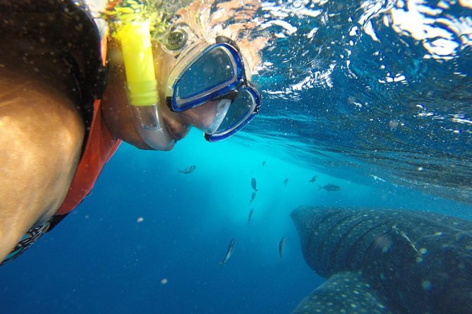 Half Day Whale Shark Tour From Playa del Carmen - What this Playa del Carmen whale shark tour is really like