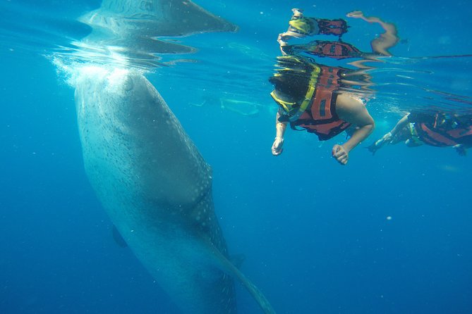 Half Day Whale Shark Tour From Playa del Carmen - Punta Sam and the boat ride toward Isla Contoy