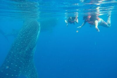 Half Day Whale Shark Tour From Playa del Carmen