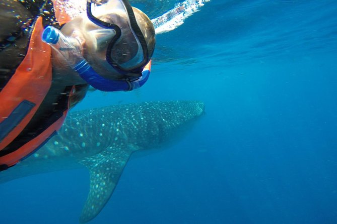 Half Day Whale Shark Tour From Playa del Carmen - Four hours searching for whale sharks