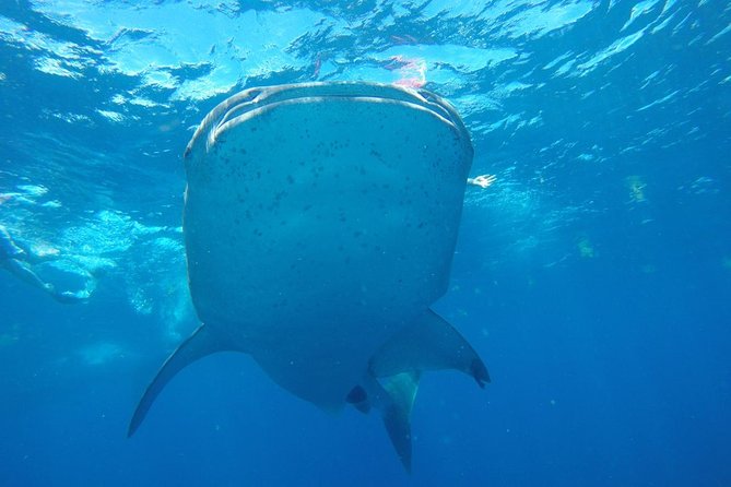 Half Day Whale Shark Tour From Playa del Carmen - Lunch at Playa Norte on Isla Mujeres