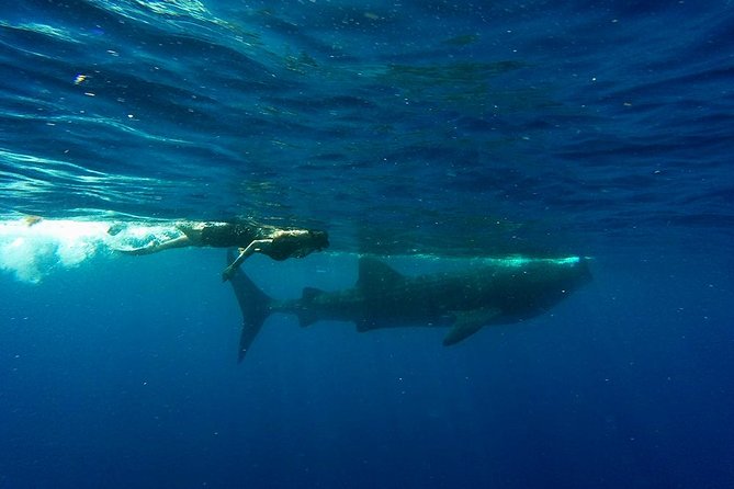 Half Day Whale Shark Tour From Playa del Carmen - Is the $215 total a fair price?