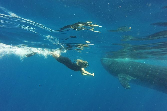 Half Day Whale Shark Tour From Playa del Carmen - Who will enjoy this most?