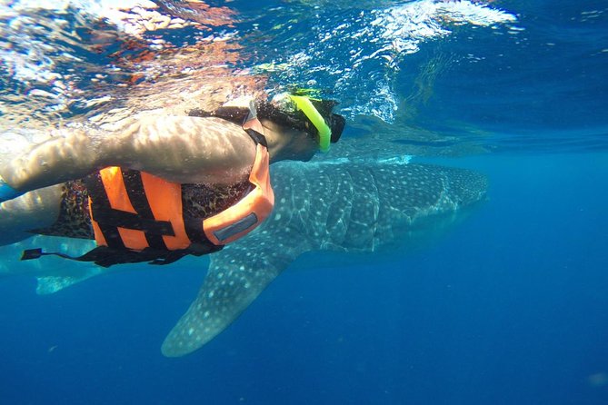 Half Day Whale Shark Tour From Playa del Carmen - Booking details and cancellation