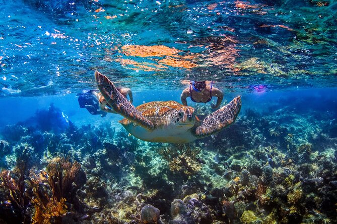 Hidden Cenote Swim: Snorkeling, Sea Turtles and Beachside Lunch - Key points at a glance