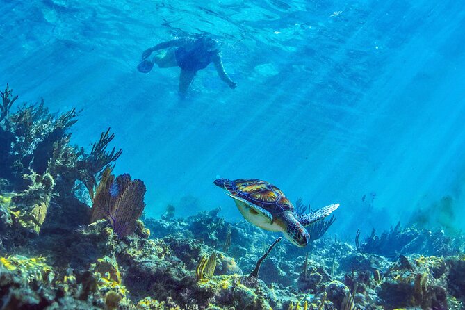 Hidden Cenote Swim: Snorkeling, Sea Turtles and Beachside Lunch - Transport and pickup details to watch