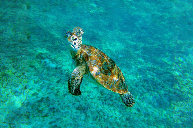 Hidden Cenote Swim: Snorkeling, Sea Turtles and Beachside Lunch - Who should book this experience?