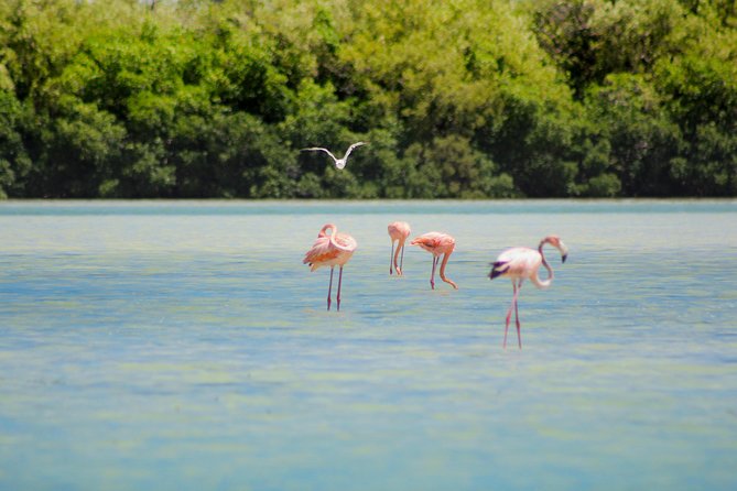 Holbox Island Tour in Mexico with Lunch - Guides, languages, and the feel of the group