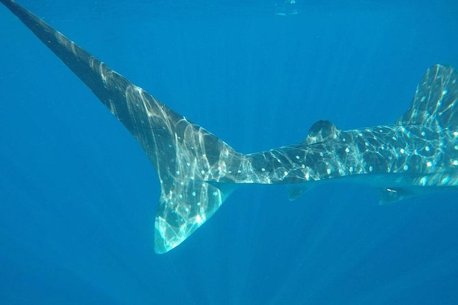 Isla Mujeres Deluxe (boat, Snorkeling, Free Time At Isla Mujeres Downtown-food) - What this Isla Mujeres day is really designed to do