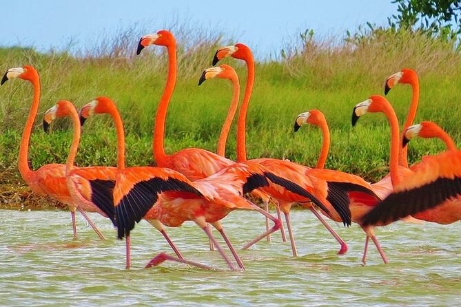 Las Coloradas & Rio Lagartos Biosphere! Transportation from Playa Del Carmen - Key points to know before booking
