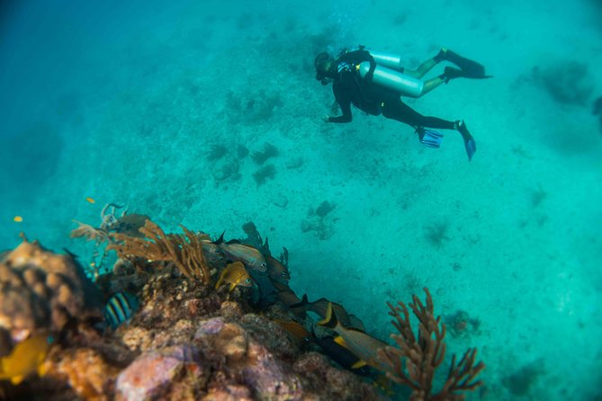 Local Dive in Playa del Carmen - Bull sharks from November through March