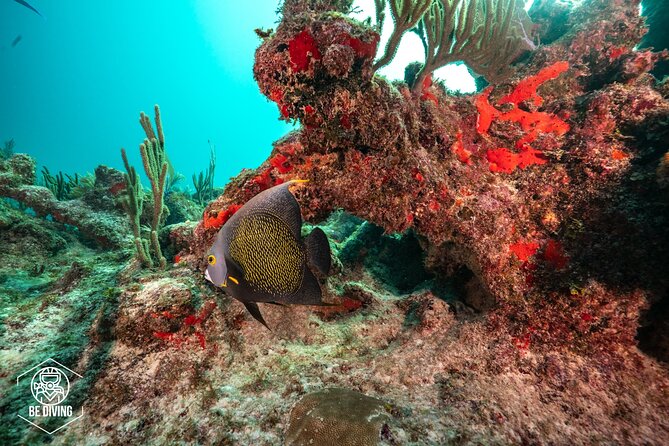 Local Dive in Playa del Carmen - The guides and the feel of the instruction