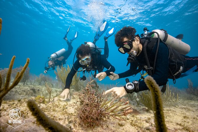 Local Dive in Playa del Carmen - Price, gear, and what the $155 covers