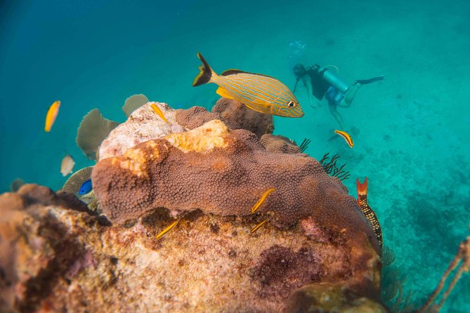 Local Dive in Playa del Carmen - Morning or afternoon: choosing the right departure