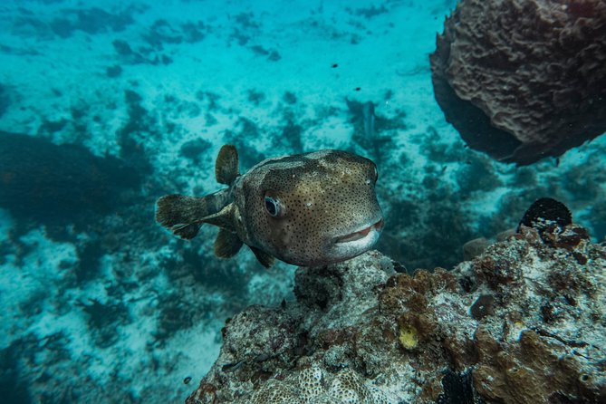 Local Dive in Playa del Carmen - Meeting at Be Diving in central Playa del Carmen