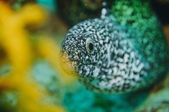 Local Dive in Playa del Carmen - What you may see on Playa del Carmen’s reefs