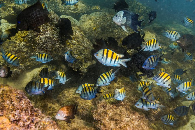 Magical Cenote and Paradise Lagoon Snorkeling Adventure - Transport from Cancun and the Riviera Maya