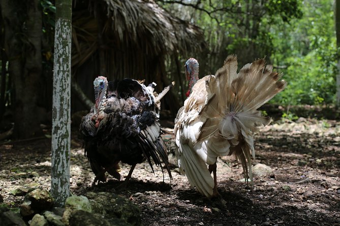 Mayan Backroads Private Bike Tour from Tulum - The guides make a real difference