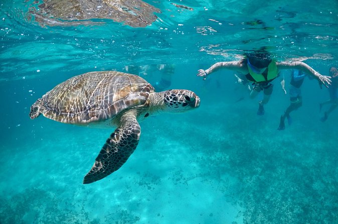 Mayan snorkeling (Akumal-Cenote-Caverna) - Lunch in the eco park