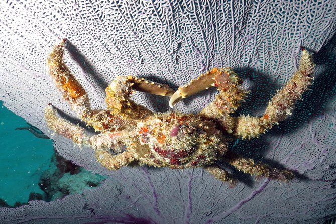 Open Water Diver 2-Day PADI Course in Playa del Carmen - Who should book this course