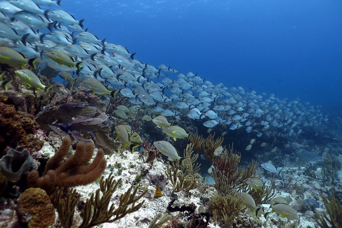 Open Water Diver 2-Day PADI Course in Playa del Carmen - Two mornings in the pool at Scuba Libre