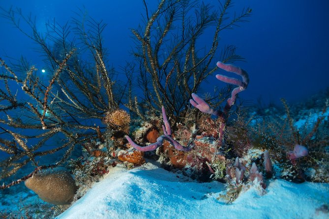 Open Water Diver course PADI including underwater video - Why Playa del Carmen works for a first certification
