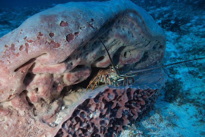 Open Water Diver course PADI including underwater video - The pool stage: where confidence is built