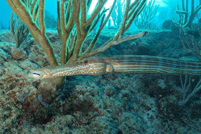 Open Water Diver course PADI including underwater video - Cenotes and Caribbean water in one certification