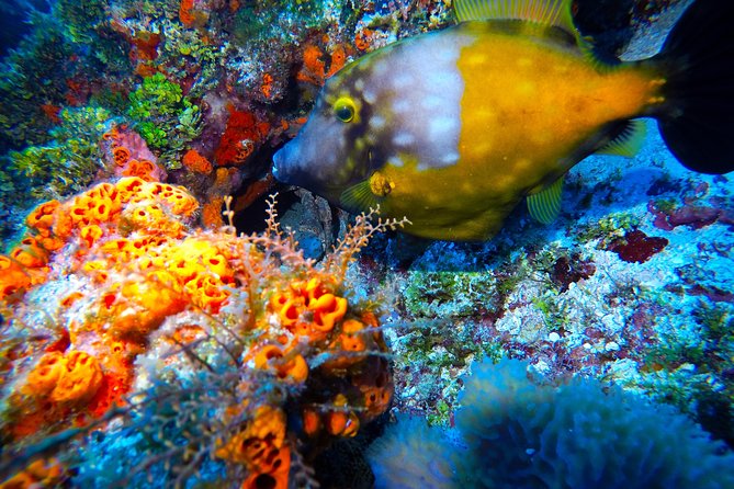 Open Water Diver course PADI including underwater video - The instructors and the beginner experience