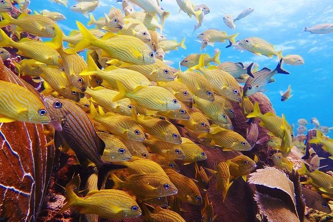 Open Water Diver course PADI including underwater video - Pickup, meeting point, and daily timing